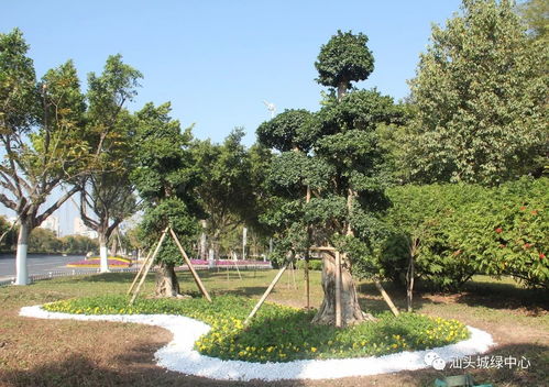 推動 創文強管 ,打造精品園林