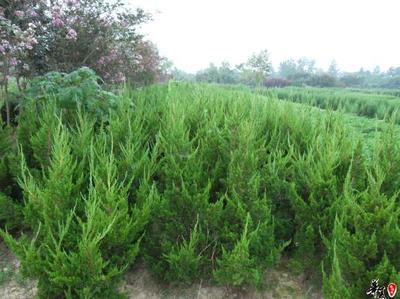 【龍柏,龍柏價(jià)格,河南龍柏,潢川龍柏】價(jià)格,廠家,圖片,灌木,河南開元園林生態(tài)實(shí)業(yè)-