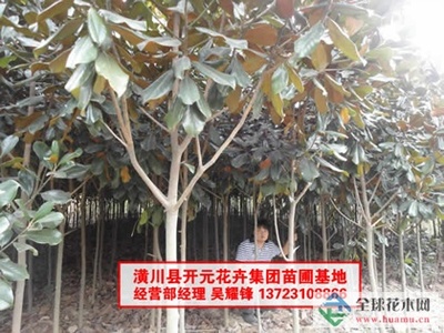 河南廣玉蘭_潢川廣玉蘭-河南開元園林生態(tài)實(shí)業(yè)|全球花木網(wǎng)提供