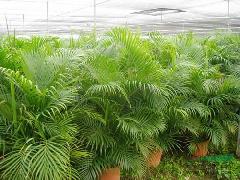 散尾葵供應(yīng)與園林綠化——廣東華美霖園林實(shí)業(yè)的專業(yè)服務(wù)