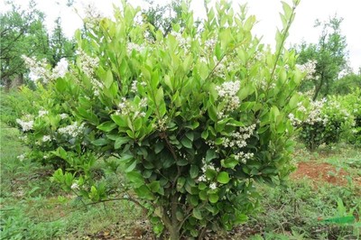 優(yōu)質(zhì)園林綠化苗木供應(yīng) 大葉女貞、小葉女貞球、金森女貞及其球型品種